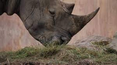 Vídeos de rinocerontes