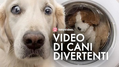 Video di cani divertenti
