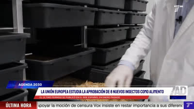 La Unión Europea estudia aprobar 8 nuevos insectos