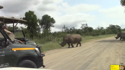 Scontro epico: Due tori rinoceronti si sfidano per la dominanza
