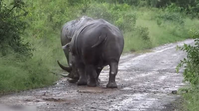 Rinocerontes bebés: La tierna vida de los pequeños gigantes