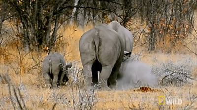 Rinocerontes blancos: Los gigantes gentiles de África