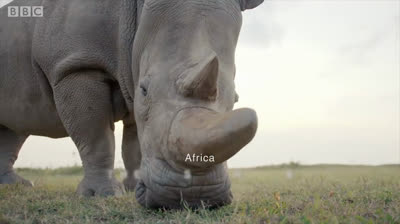 La increíble velocidad del rinoceronte negro: ¡Un auténtico corredor!
