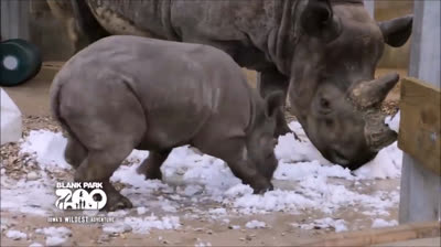 El ataque del rinoceronte: ¡La furia desatada!