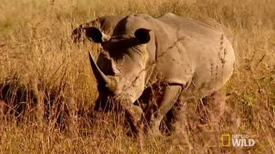 Rinocerontes en el pantano: La vida en el hábitat acuático