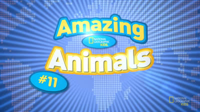 Rinocerontes: El arte del baño de lodo