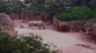 Rinocerontes en la niebla: El misterio de su aparición