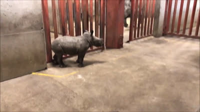 Rinocerontes: Los guardianes del ecosistema africano