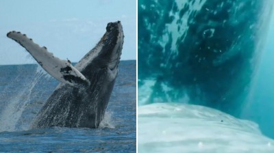 Vidéo d'une baleine allaitant son baleineau UNBELIEVABLE !