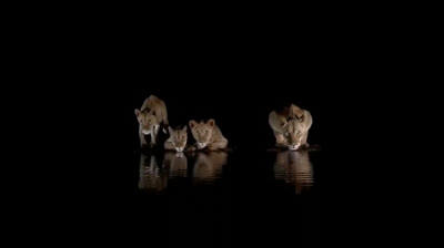 Lions drinking water at night in the Savannah