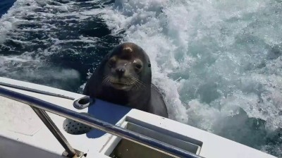 Vídeo de un león marino subiéndose a un barco para robar peces