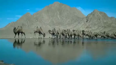 Manada de camellos en el desierto de Gobi