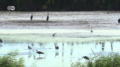 ¿Empresas alemanas están secando la región del Báltico? | DW Documental
