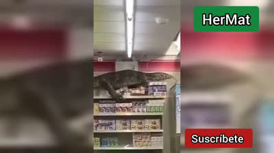 Un lézard géant se faufile dans un supermarché en Thaïlande