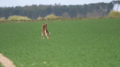 عراك بين أرانب برية !