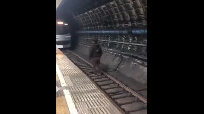 Voltereta frente a un tren