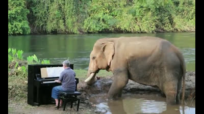 Éléphant écoutant de la musique au piano