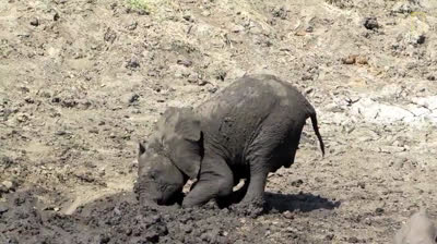 Baby elefante che gioca nel fango