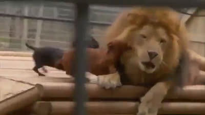 Lion jouant avec des chiens