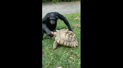 Monos compartiendo una manzana con una tortuga